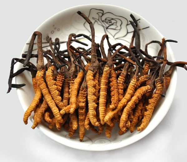 đông trùng hạ thảo Bhutan